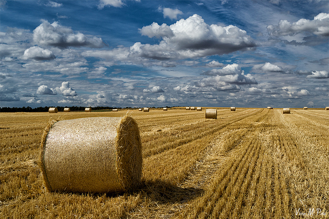 campos de castilla